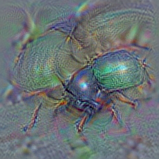 n02169497 leaf beetle, chrysomelid